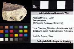 Foto (Objket + Etiketten) von Decapoda indet. 